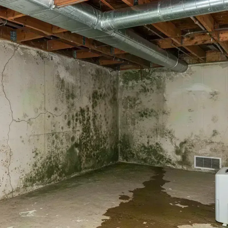 Professional Mold Removal in Mississippi County, MO